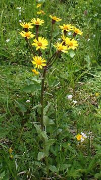 Pastarček potoční (Tephroseris crispa)