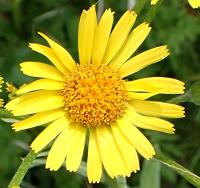 Pastarček potoční (Tephroseris crispa)