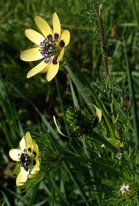 Hlaváček letní (Adonis aestivalis)
