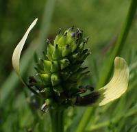 Hlaváček letní (Adonis aestivalis)