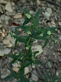 Kamejka lékařská (Lithospermum officinale)
