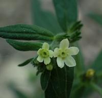 Kamejka lékařská (Lithospermum officinale)