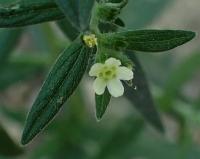 Kamejka lékařská (Lithospermum officinale)