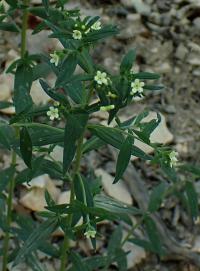 Kamejka lékařská (Lithospermum officinale)