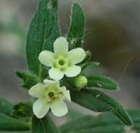 Kamejka lékařská (Lithospermum officinale)