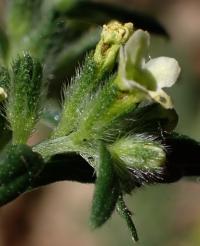 Kamejka lékařská (Lithospermum officinale)