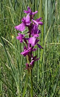 Vstavač bahenní (Orchis palustris)