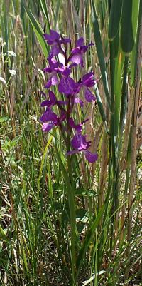 Vstavač bahenní (Orchis palustris)