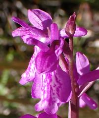 Vstavač bahenní (Orchis palustris)