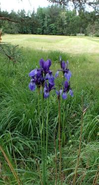 Kosatec sibiřský (Iris sibirica)