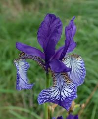 Kosatec sibiřský (Iris sibirica)