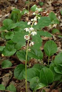 Hruštička okrouhlolistá (Pyrola rotundifolia)