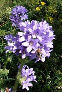 Zvonek hadincovitý (Campanula cervicaria)
