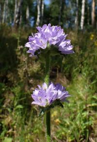 Zvonek hadincovitý (Campanula cervicaria)