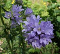 Zvonek hadincovitý (Campanula cervicaria)
