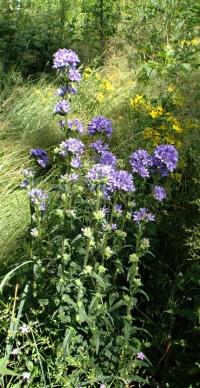 Zvonek hadincovitý (Campanula cervicaria)
