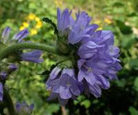 Zvonek hadincovitý (Campanula cervicaria)