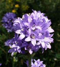 Zvonek hadincovitý (Campanula cervicaria)