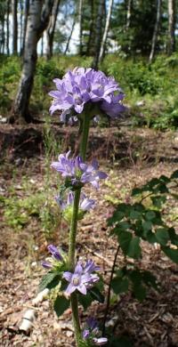 Zvonek hadincovitý (Campanula cervicaria)
