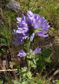 Zvonek hadincovitý (Campanula cervicaria)