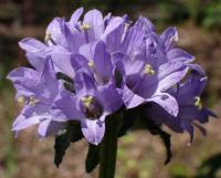 Zvonek hadincovitý (Campanula cervicaria)