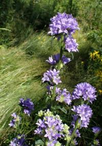 Zvonek hadincovitý (Campanula cervicaria)
