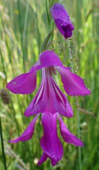 Mečík bahenní (Gladiolus palustris)