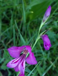 Mečík bahenní (Gladiolus palustris)