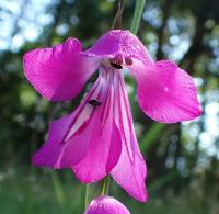Mečík bahenní (Gladiolus palustris)