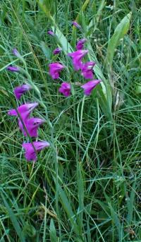 Mečík bahenní (Gladiolus palustris)