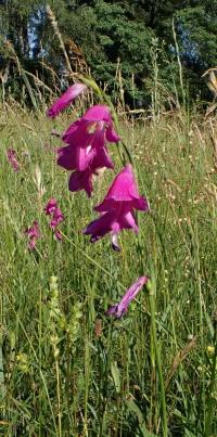 Mečík bahenní (Gladiolus palustris)