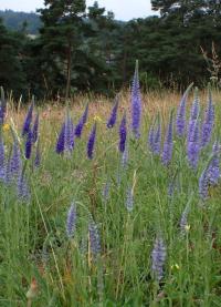 Rozrazil klasnatý (Veronica spicata)