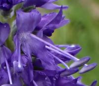 Rozrazil klasnatý (Veronica spicata)