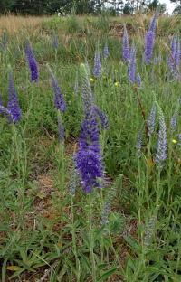 Rozrazil klasnatý (Veronica spicata)