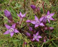 Hořeček mnohotvarý český (Gentianella praecox subsp bohemica)