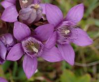 Hořeček mnohotvarý český (Gentianella praecox subsp bohemica)