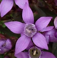 Hořeček mnohotvarý český (Gentianella praecox subsp bohemica)