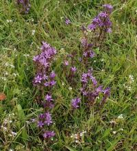 Hořeček mnohotvarý český (Gentianella praecox subsp bohemica)