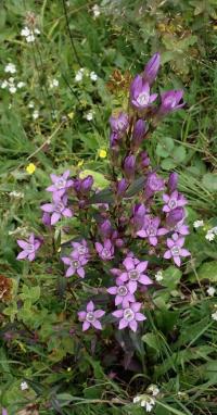 Hořeček mnohotvarý český (Gentianella praecox subsp bohemica)