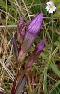 Hořeček mnohotvarý český (Gentianella praecox subsp bohemica)