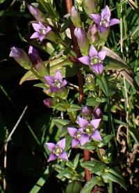 Hořeček nahořklý (Gentianella amarella)