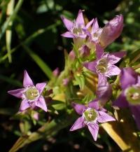 Hořeček nahořklý (Gentianella amarella)