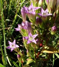 Hořeček nahořklý (Gentianella amarella)