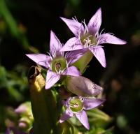 Hořeček nahořklý (Gentianella amarella)