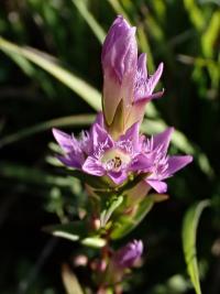Hořeček nahořklý (Gentianella amarella)