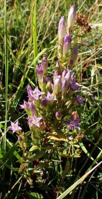 Hořeček nahořklý (Gentianella amarella)
