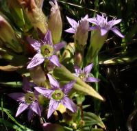 Hořeček nahořklý (Gentianella amarella)