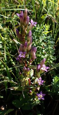 Hořeček nahořklý (Gentianella amarella)