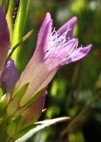 Hořeček nahořklý (Gentianella amarella)