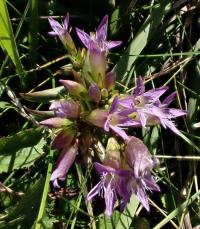 Hořeček nahořklý (Gentianella amarella)